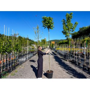 Platan javorolistý (Platanus x acerifolia)  ´ALPHEN ´S GLOBE´- výška 280-320 cm, kont. C35L